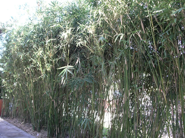 images/Bamboo.jpg