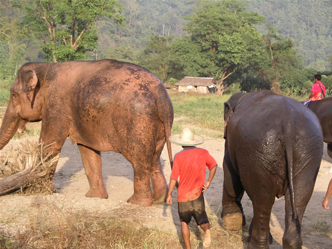 images/Elephant-Washing-25.jpg