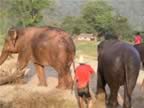 Elephant-Washing-25.jpg (100kb)