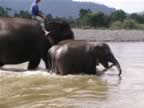 Elephant-Washing-5.jpg (71kb)