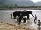 Elephant-Washing-8.jpg (95kb)