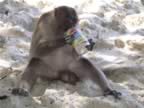 PhiPhi-MonkeyBeach-monkey.jpg (82kb)