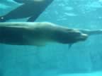 SeaLions-1.jpg (36kb)