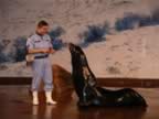 SeaLions-Show-3.jpg (68kb)