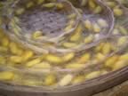 Chiang-Mai-Silk-worms-3.jpg (72kb)