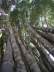 Puping-Palace-Bamboo-2.jpg (123kb)