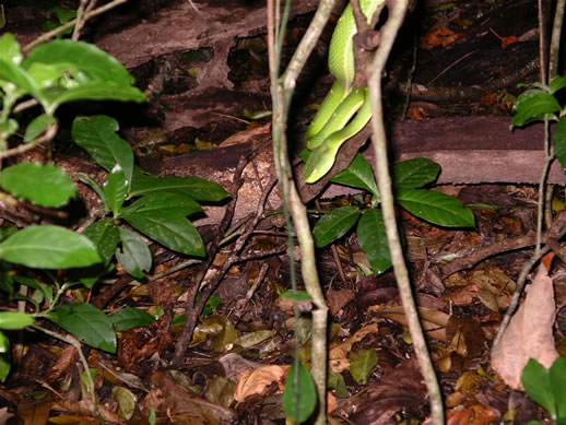 images/Monteverde-night-hike-green-snake-1.jpg