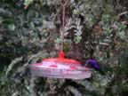 Hummingbird-blue-4.jpg (64kb)