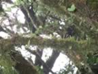 Monteverde-forest-14.jpg (68kb)