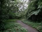 Monteverde-forest-16.jpg (83kb)
