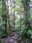 Monteverde-forest-9.jpg (99kb)