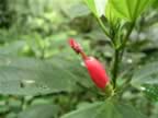 Monteverde-forest-flower-1.jpg (33kb)