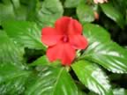 Monteverde-forest-flower-4.jpg (45kb)