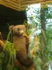 Chiang-Mai-Zoo-Koala-bear-1.jpg (73kb)
