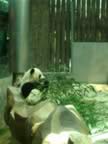 Chiang-Mai-Zoo-Panda-4.jpg (73kb)