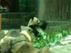 Chiang-Mai-Zoo-Panda-6.jpg (62kb)