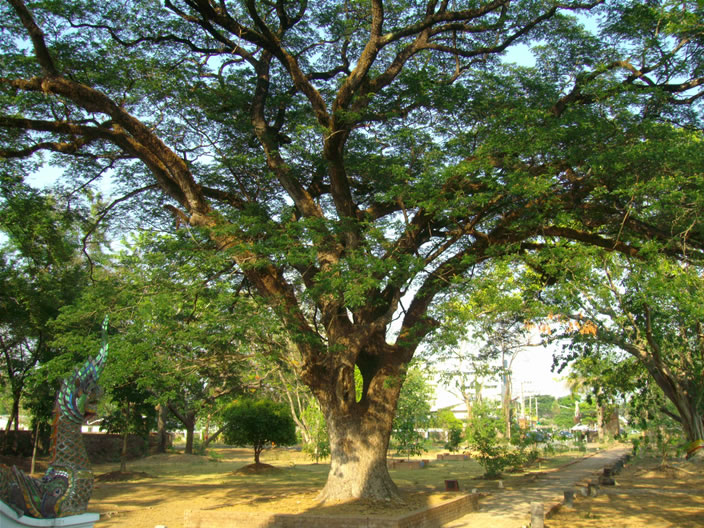 images/Wat-Chet-Yot-old-tree.jpg